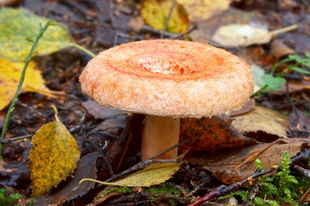 Woolly milkcap  lactarius torminosus  mushroom の写真素材