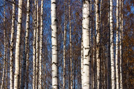 Birch forest closeup in autumn forenoonの写真素材