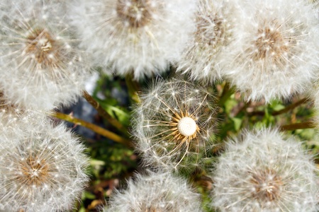 Group of seeding dandelions , upper viewの写真素材