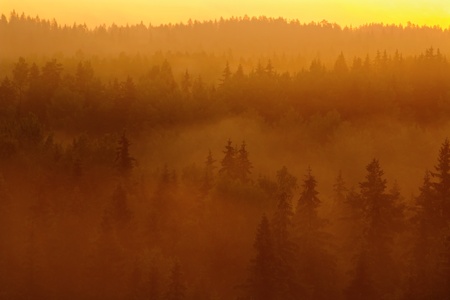 Shot against sunrise in foggy forest valleyの写真素材