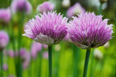 Chive herb flowers closeup , shallow DOFの写真素材