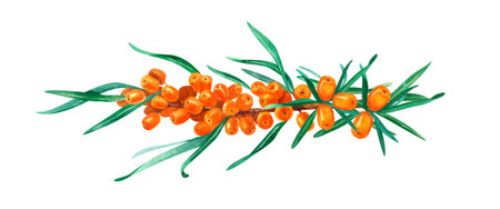 Hand drawn watercolor of sea-buckthorn. Forest buckthorn on white background. Perfect for invitation, greeting cards and other design. Wild berries branches.の写真素材