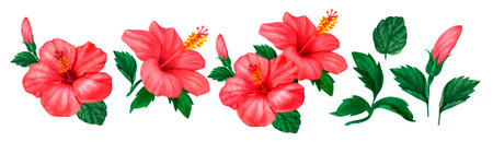 Floral red hibiscus design set hand drawn watercolor. Perfect for card, postcard, tags, invitation, printing, wrapping, wedding. Designer element, isolated white background.の写真素材