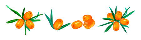 Hand drawn watercolor set of sea-buckthorn. Forest buckthorn on white background. Perfect for invitation, greeting cards and other design. Wild berries branches.の写真素材