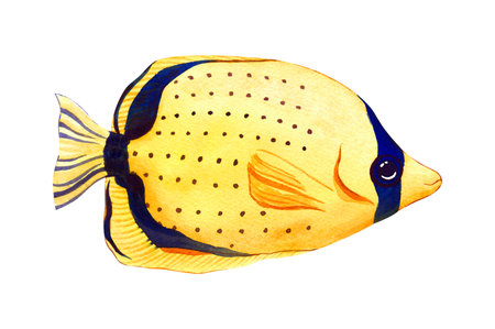 Watercolor tropical marine fish spot-tailed butterflyfish. Hand draw cartoon aquarium animals...