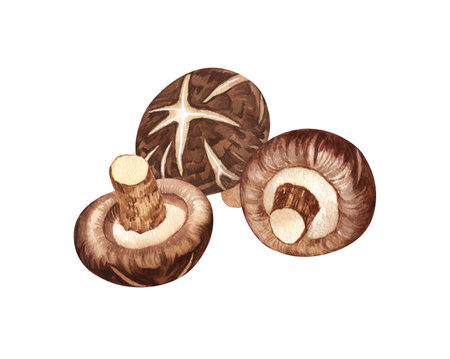 Watercolor Shiitake mushroom. Hand-drawn illustration isolated on white background. Perfect concept for healthy chinese medicine popular superfood, design packing.の写真素材