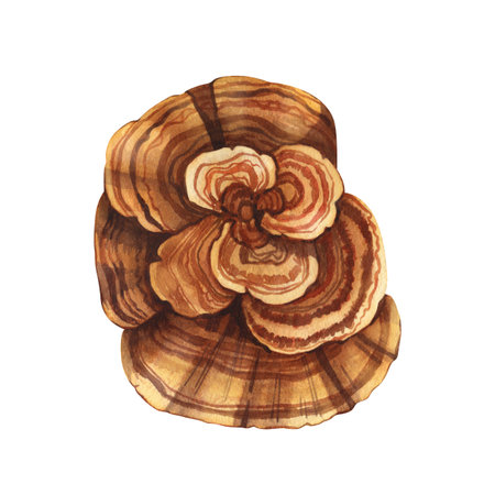 Watercolor natural trametes versicolor mushroom, the turkey tail. Hand-drawn illustration isolated...