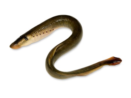 A lamprey is a jawless fish with a toothed, funnel-like sucking mouth.