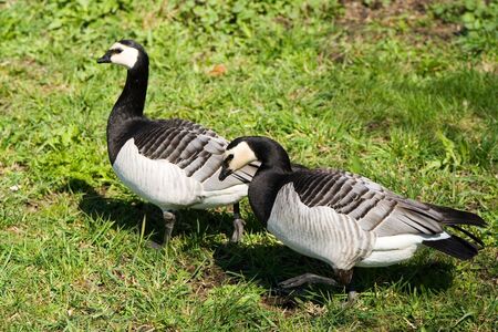 A pair of wild geese の写真素材