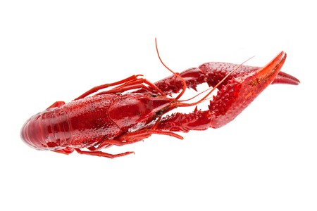 Red crayfish on a white backgroundの写真素材