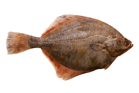 Flounder fish. Isolated on a white background