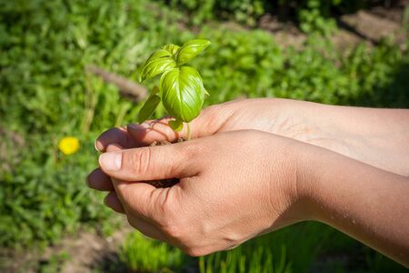 Female hands holding green plantの写真素材