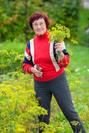 Senior woman holding bunch of dillの写真素材