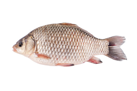 Crucian fish - isolated on a white backgroundの写真素材