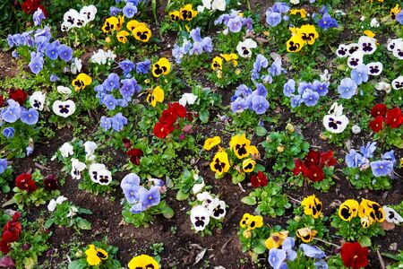 Flower bed with multicolored pansiesの写真素材
