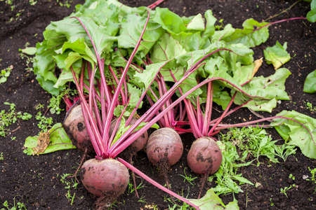 Fresh beetroot with leaves in the garden