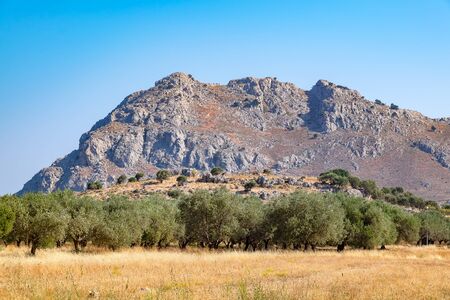 Olive plantation near Kolymbia. Rhodes, Dodecanese Islands, Greece, Europeの写真素材