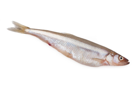 Fresh vendace fish isolated on a white backgroundの写真素材