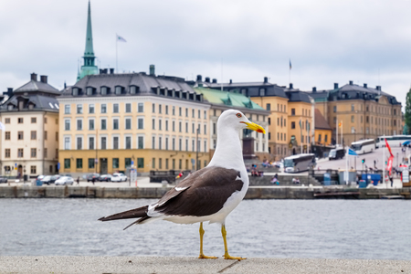 Big seagull in front of the Gamla Stan. Stockholm, Sweden, Scandinaviaの写真素材