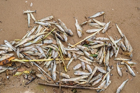Dead fish lying on the shore of Lake Peipus. Estonia, Europeの写真素材