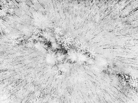 winter forestの写真素材