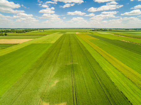 Countryside and field seen from the bird's eye view. Crop fields extending to the horizon.の写真素材