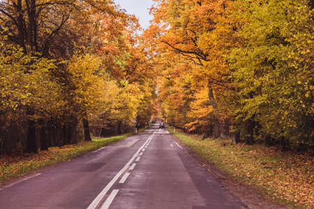 Road through the forest. Autumnal landscape with a road. Trees in autumn colors.の写真素材
