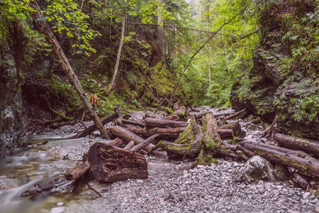 Tourist trail walking through the gorge. Landscape in the Slovak Paradise. A gorge in the forest with a flowing river and logs of felling trees.の写真素材
