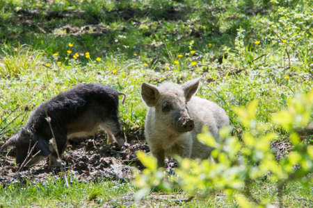 Hairy sheep-pigs (Mangalitsa) in search of food.の写真素材