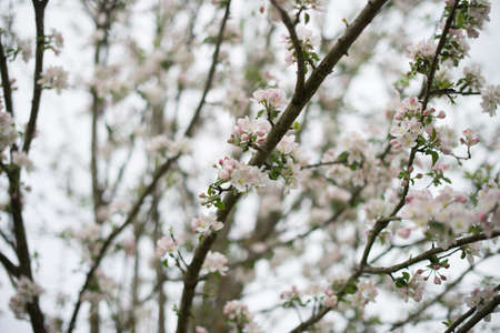 Blossoming apple tree of fruit tree during spring.