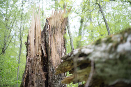 The stump of a rotten old beech tree felled by the wind. Selective focus.の写真素材