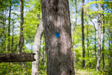 The tree marked with a blue square.