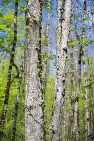 A beech tree. Vertical photo of trunks.の写真素材