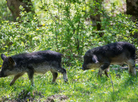Two running black hairy pigs breed Hungarian Mangalica.の写真素材