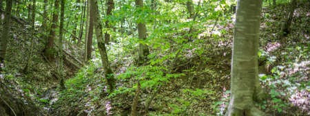 Forest landscape. Trees on the slopes of the ravine. Selective focus.