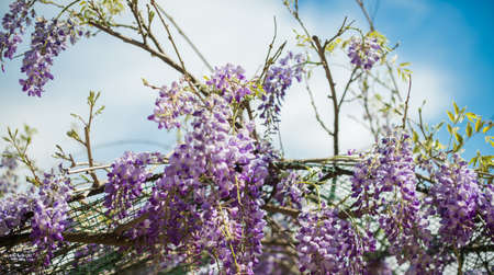 Carpenter bee (Xylocopa Valga) pollinate purple and lavender wisteria flowers. Selective focus.の写真素材