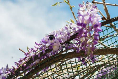 Carpenter bee (Xylocopa Valga) pollinate purple and lavender wisteria flowers. Selective focus.