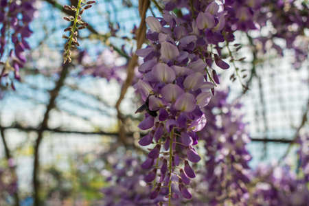 purple and lavender Wisteria flowers. Selective focus.の写真素材
