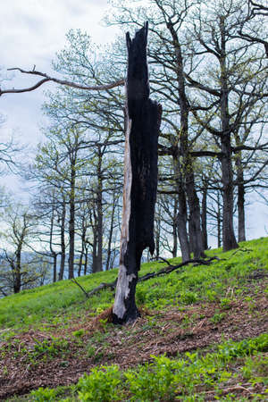 Old dry burnt wood. Selective focus.