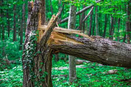Broken in half old oak braided loach.の写真素材