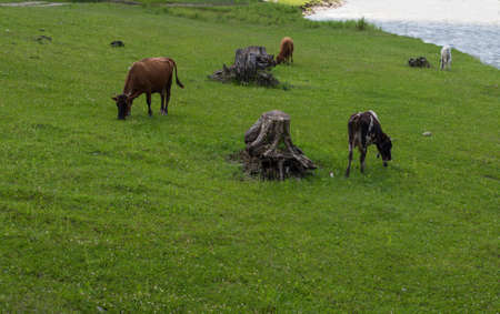 Cows graze under the bridge.の写真素材