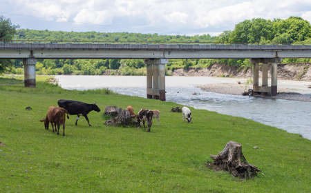 Cows graze under the bridge.の写真素材