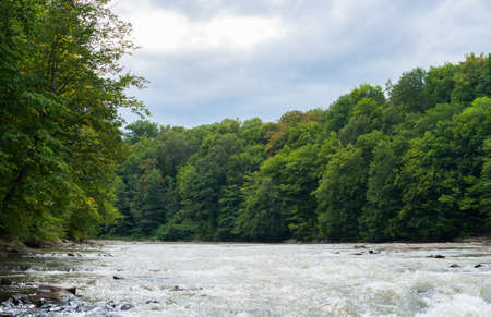 The trees on the banks of fast small river.の写真素材