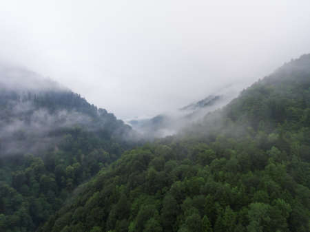 Aerial view. Morning fog over the forest in mountain.の写真素材