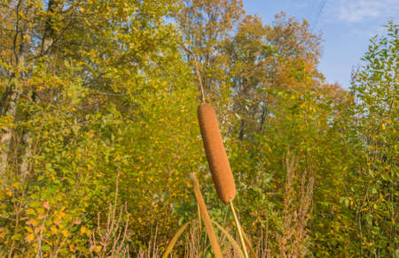 Dry cob of cattail on a background of yellowing autumn bushes. Selective focus. Mobile photography.の写真素材