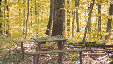 Forest landscape in yellow tones. Selective focus.の写真素材