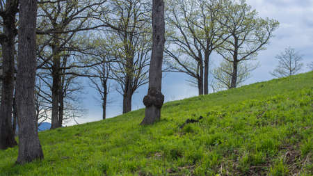 Spring landscape. Oak grove on a hillside. Selective focus.の写真素材