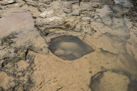 Coastal stone surface with holes at low tide.の写真素材