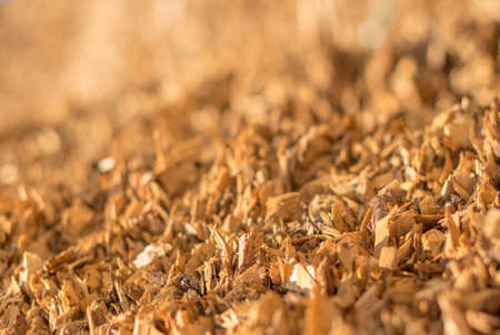 Industrial wooden chips. Selective focus.
