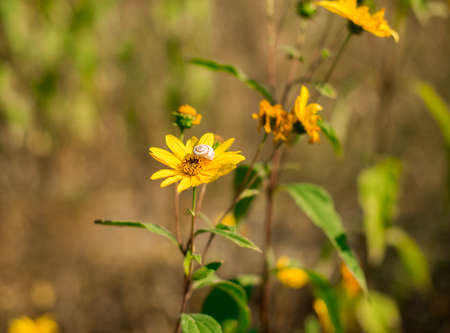 Autumn yellow flowers and snail. Selective focus.の写真素材